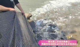 放生视频,人与自然和谐共生的美好瞬间